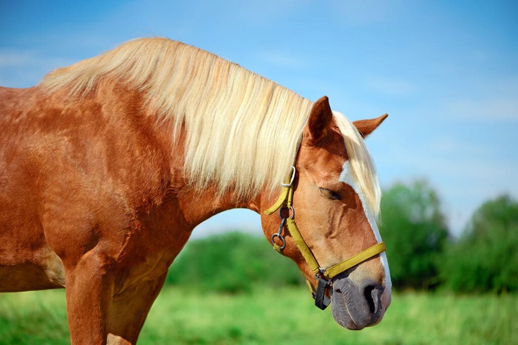 A chestnut horse sleeps standing up in a field