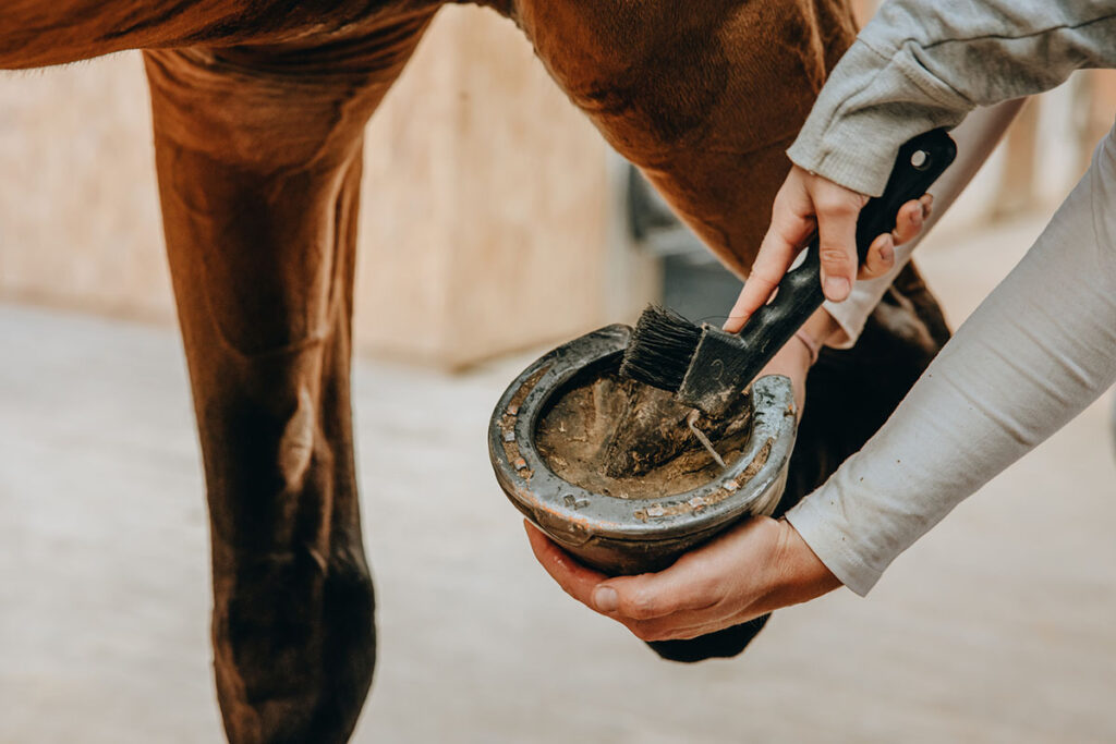close-up of a woman picking out a horse's hoof after learning how to pick a horse's hooves