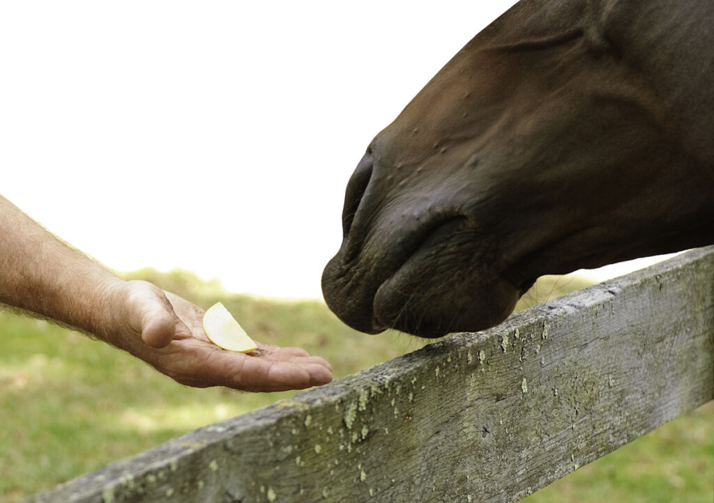 A horse reaching over the fence for a piece of apple.