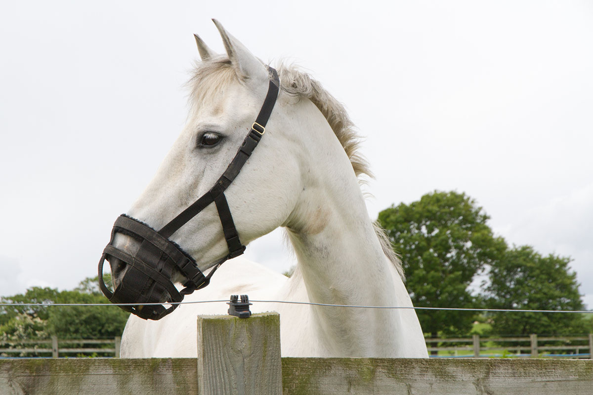Gray horse wearing a grazing muzzle looks over a fence