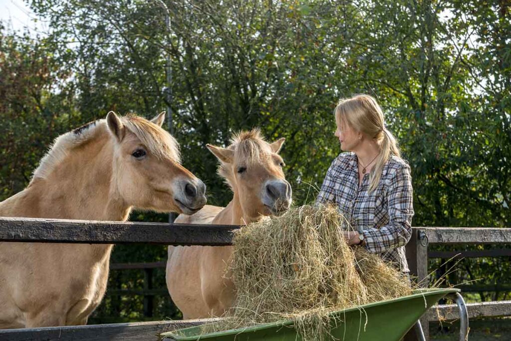 Women feeds two horses hay in a paddock