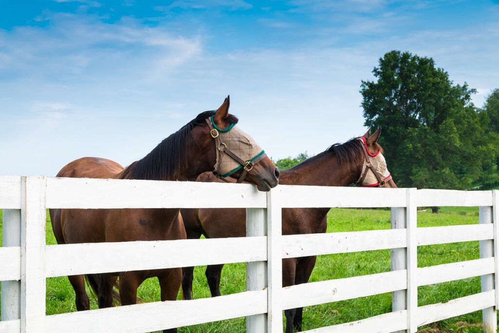 A bay and chestnut horse look over a white pasture fence