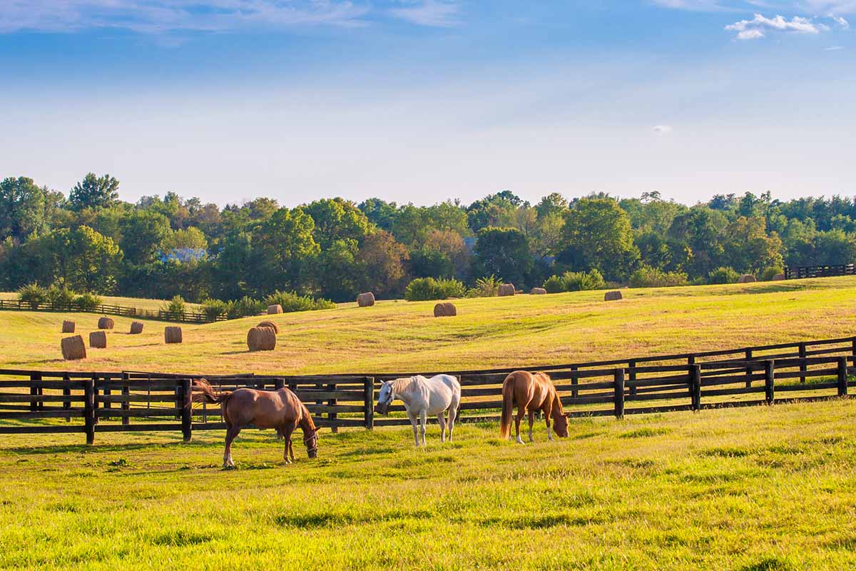 horses wearing grazing muzzles in a pasture