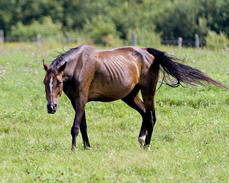 Thin horse with ribs showing walks in a field