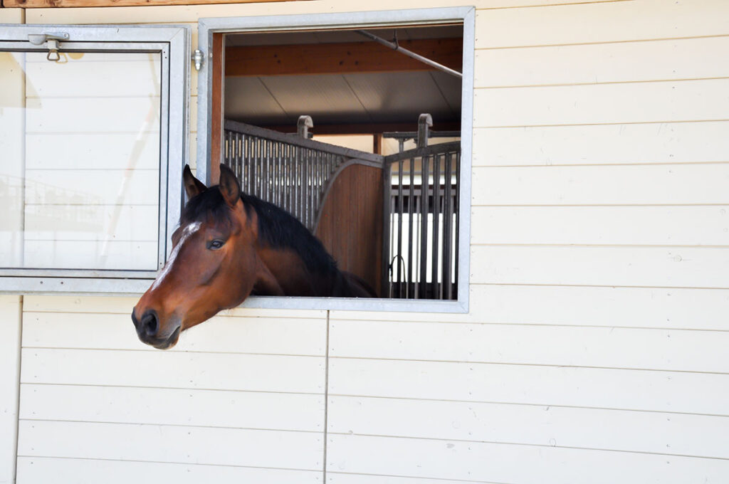 Brown horse looks out stall window