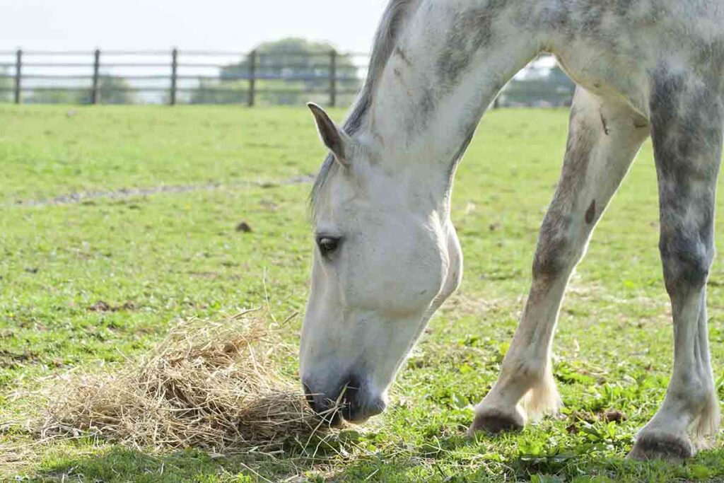 A gray horse eating hay in a pasture
