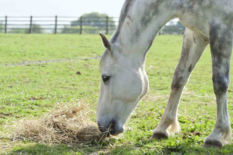 A gray horse eating hay in a pasture
