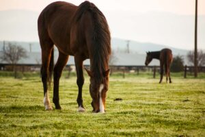A horse grazes in a misty pasture