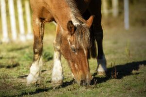 An older horse with Cushing's disease grazes in a paddock