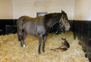 A mare and foal in a stall bedded with straw