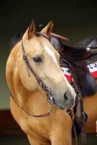 A dun Quarter Horse in western tack