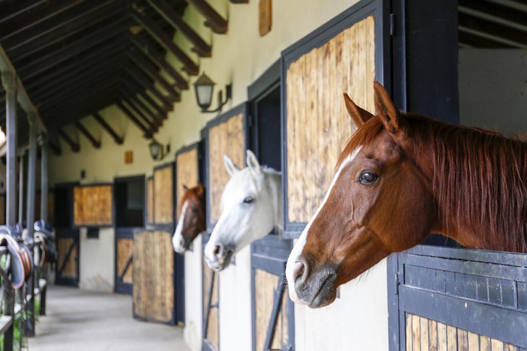 Horses looking over their stalls doors in a barn.