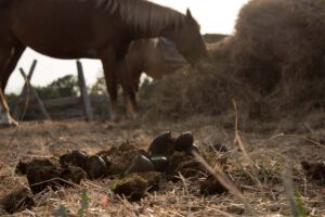 A pile of horse manure in a paddock near a horse