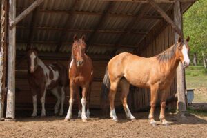 Three horses seek shelter from the sun in a run-in shed