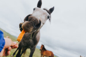 Horse eating a carrot