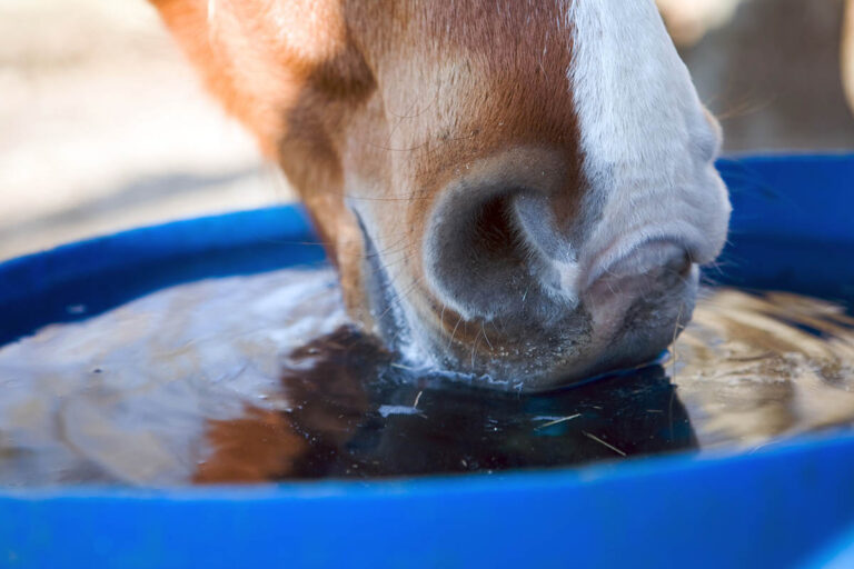 Horse drinking water from a bucket