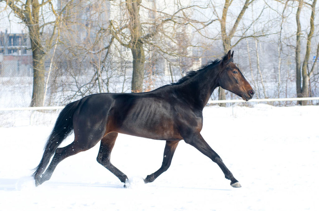 Thin horse trotting in the snow
