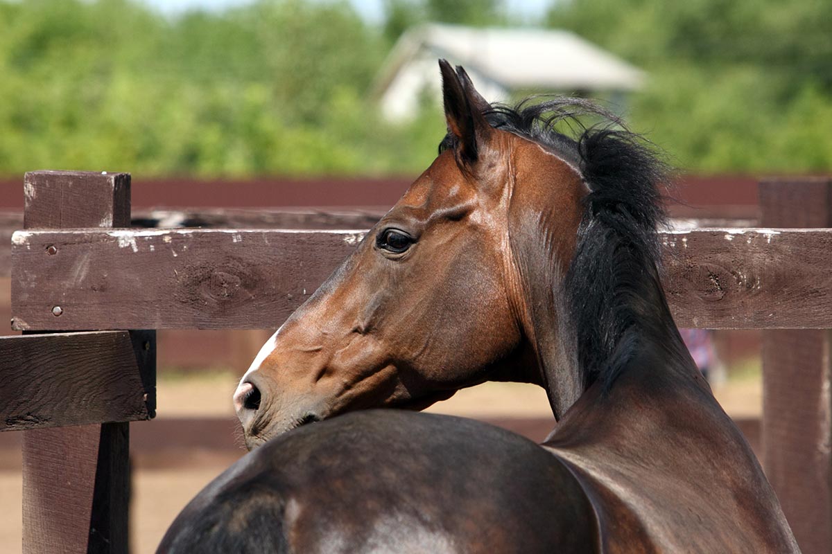 an alert horse stares at something in the distance
