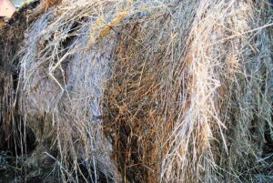 A round bale of moldy, spoiled hay