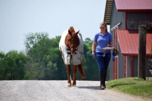 Woman leads her horse out to the pasture