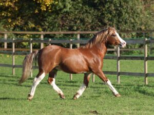 A chestnut welsh pony trots in a field