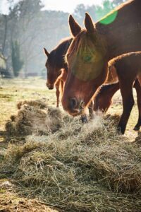 Horse eating hay in a paddock on a cold day