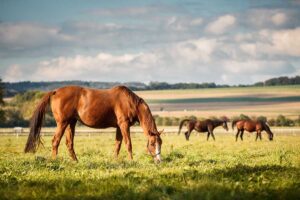Chestnut horse grazing in a field with two other horses