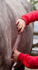 Using a weight tape to estimate a horse's weight