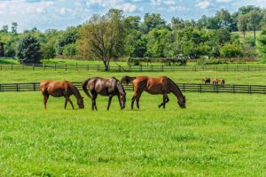 Three horses graze in a green pasture