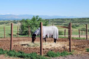 A horse wearing a fly sheet eats hay in a paddock lined with Electric-coated high-tensile wire