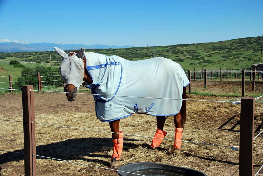 A horse in a paddock wearing a fly sheet, mask, and leggings.