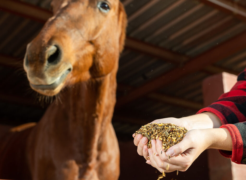 A person offering a horse a handful of grain