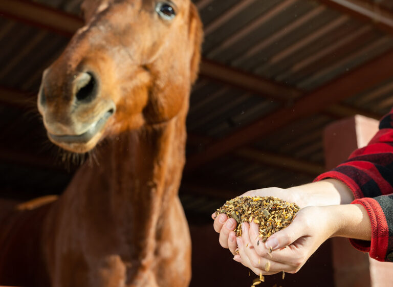 A person offering a horse a handful of grain