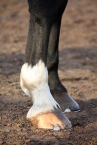 Close-up of a horse's front legs and hooves