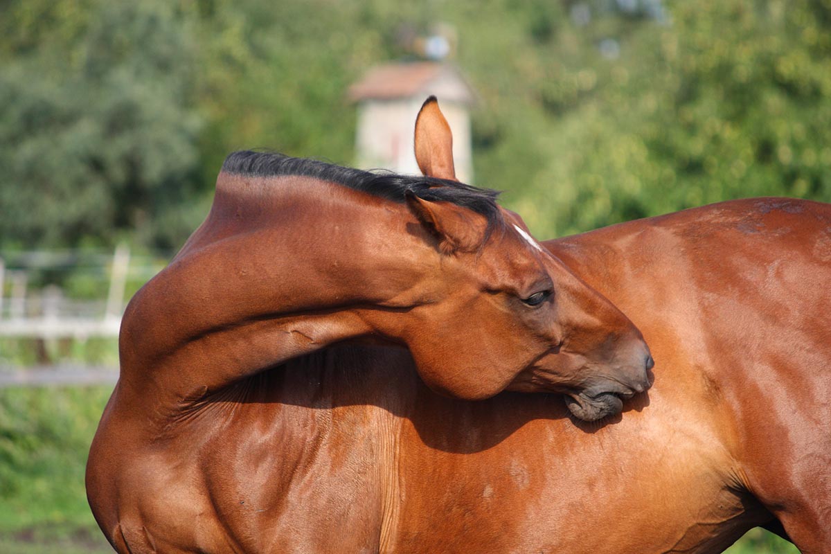 A horse scratches the side of his flank