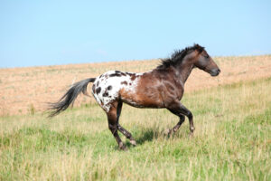 an appaloosa horse cantering