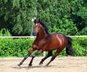a bay horse cantering in a paddock
