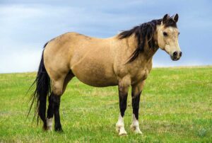 Buckskin horse