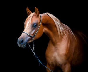 chestnut arabian horse