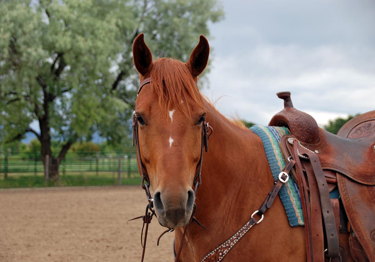 What Does it Cost to Own a Horse? - My New Horse