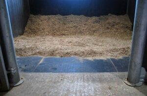 a clean horse stall with fresh shavings