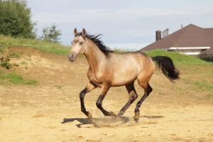 a dun horse cantering
