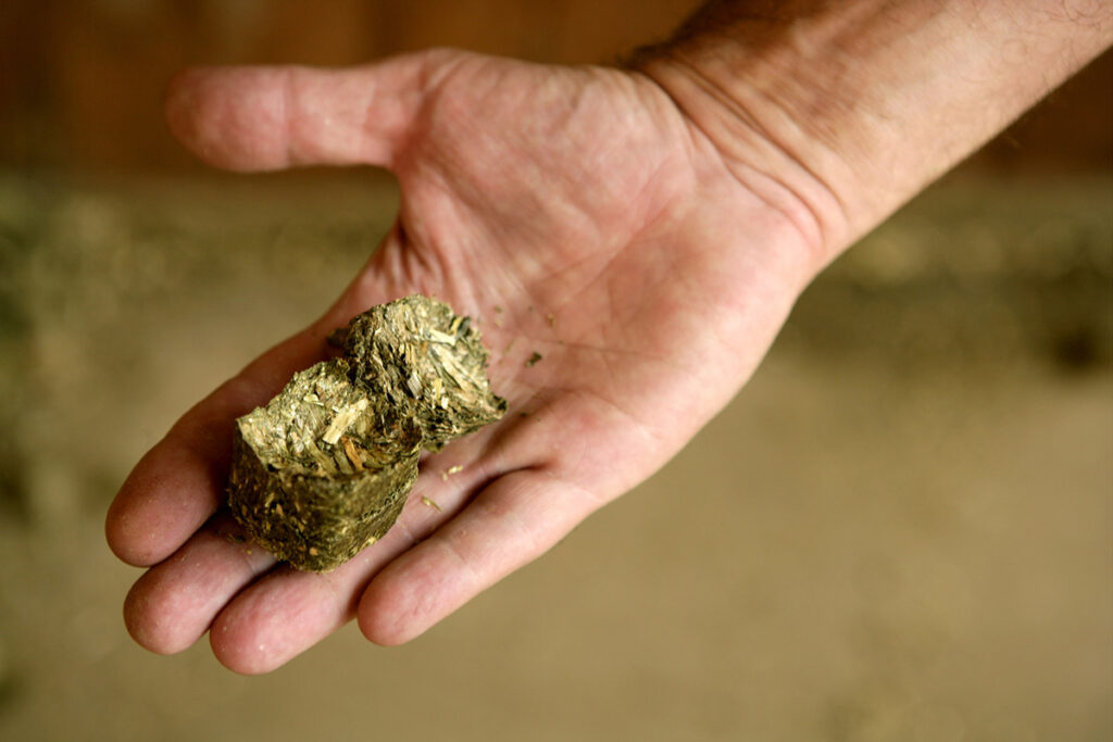 An hand holding hay cubes for horses
