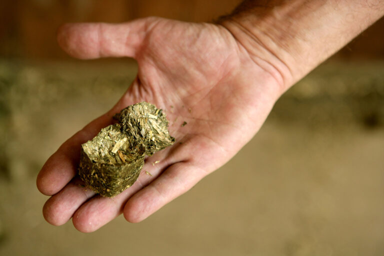 An hand holding hay cubes for horses