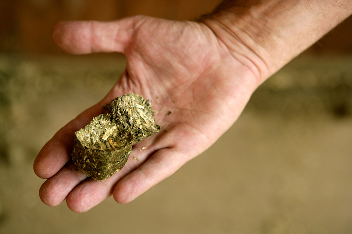 An hand holding hay cubes for horses
