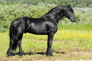 black friesian horse
