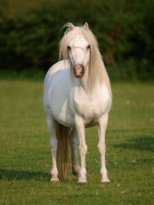a gray pony