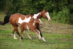 paint mare and foal