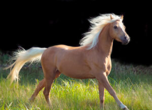 palomino horse cantering