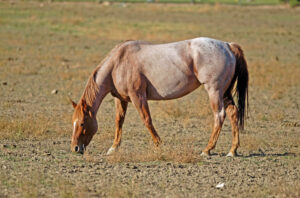 a roan horse grazing